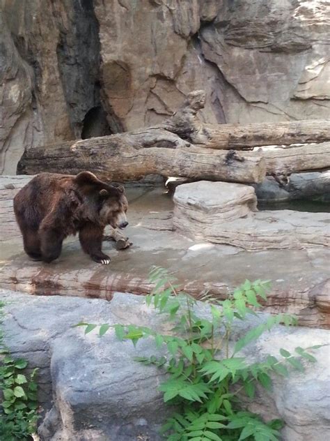 Grizzly Bear At The Denver Zoo Denver Zoo Grizzly Bear Grizzly