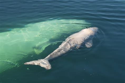 Belugas Whale Churchill Wild Polar Bear Tours