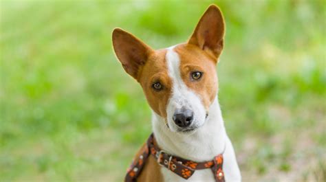 Basenji Dogs Pet Health Insurance And Tips