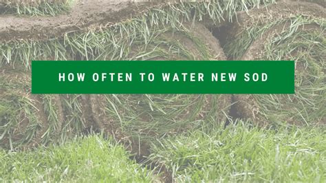 How Often To Water New Sod Bb Hoffmansod