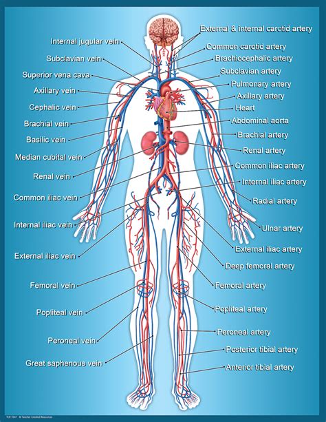 Circulatory System Chart Tcr7647 Products Teacher Created Resources