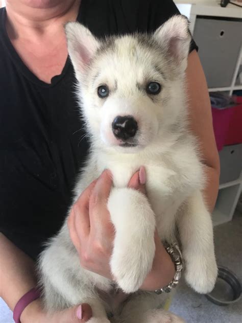 Maybe you would like to learn more about one of these? Siberian Husky puppies | Norwich, Norfolk | Pets4Homes