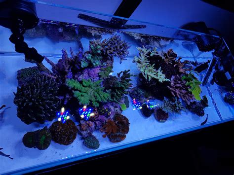 Pin By Don Torres On Shallow Nano Sps Reef Tank Reef Tank Aquarium Sps