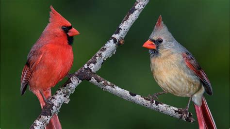 Pennsylvania Man Captures Photo Of Rare Half Male Half Female Cardinal