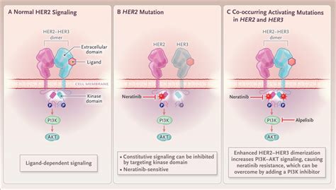 Breast Cancer Her2 Mutations And Overcoming Drug Resistance Nejm