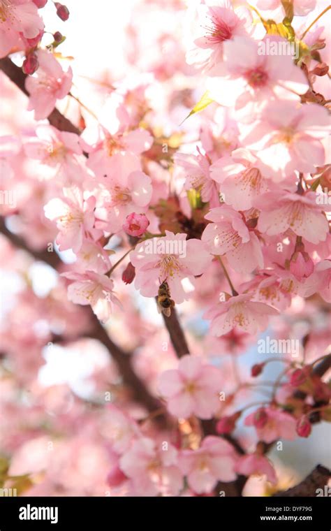 Cherry Blossoms Stock Photo Alamy