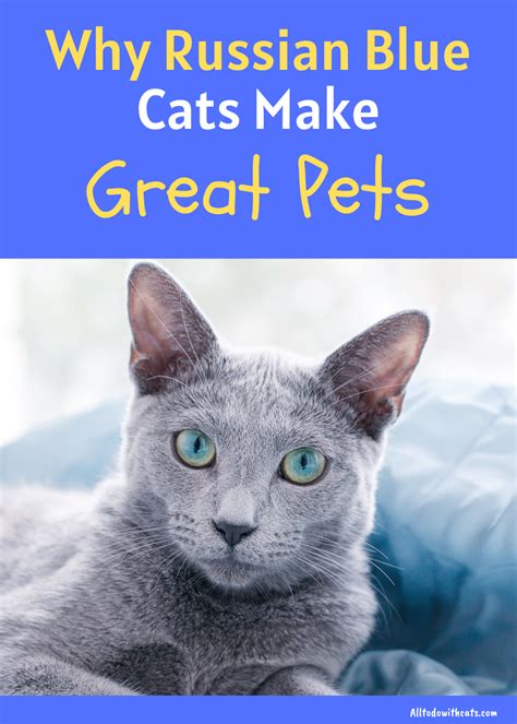 Pin On Best Of All To Do With Cats