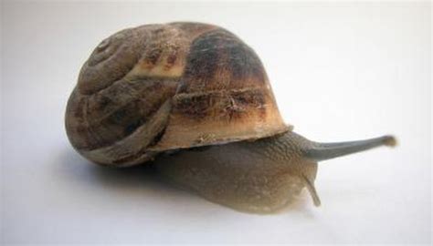 Their survival period can vary from a few hours to years, depending upon the circumstances they face out of the aquariums. What Is the Meaning of Mollusca? | Animals - mom.me