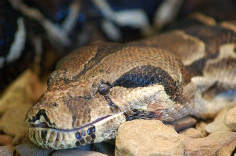Serpiente Boa Constrictor Características Comida Tipos De Serpientes