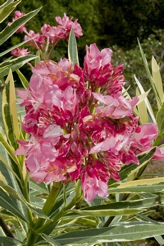 Buy The Best Oleander Plants For Sale Online With Free Shipping From