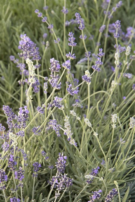 Munstead Lavender Monrovia Munstead Lavender