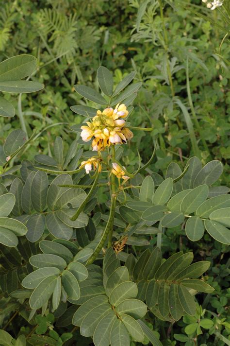Senna Marilandica Fabaceae