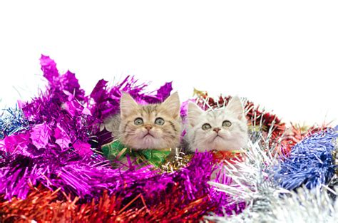 Cute Tabby Kitten Sitting In Colorful Tinse Stock Photo Download