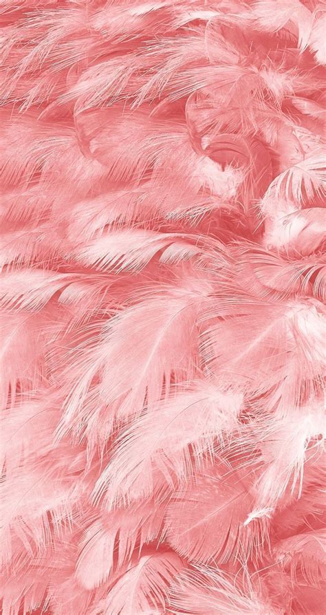 Pink Feathers Wallpapers Top Free Pink Feathers Backgrounds