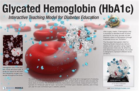 Glycated Hemoglobin Diagnostic Test Cheambio Medical Laboratory