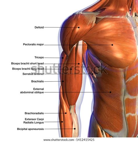 Male Biceps Chest Muscle Chart Labeled Stock Illustration 1412415425