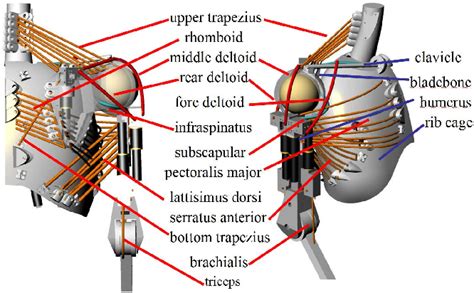 Figure 1 From Design Methodology For The Thorax And Shoulder Of Human Mimetic Musculoskeletal