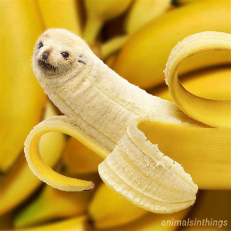I Photoshop Animals Into Things Heres A Sea Lion And A Banana Meme Guy