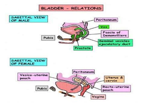 Urinary Bladder And Urethra