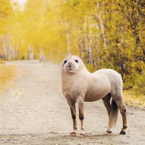 24 Funny Photoshopped Animals Franciskarmin