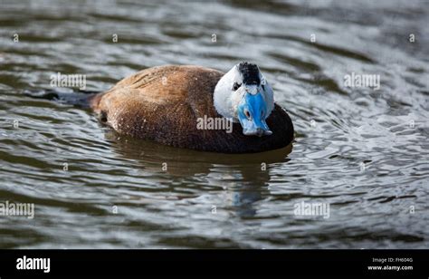 White Headed Duck Oxyura Leucocephala A Diving Duck With A White Head