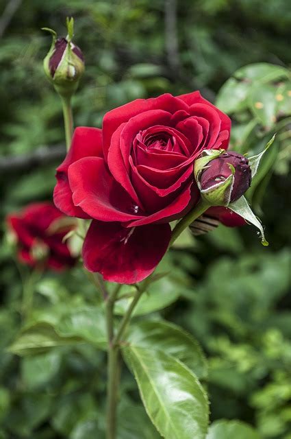 Rose Red Flower Free Photo On Pixabay Pixabay