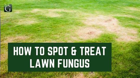 How To Spot And Treat Lawn Fungus Glover Nursery