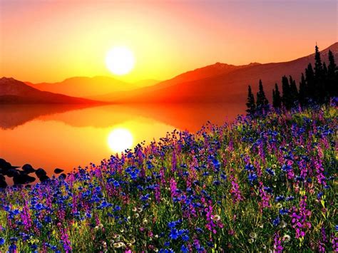 Sunset Mountain Meadow With Flowers Pine Trees Mountains Sky Reflection On A Red In The Lake