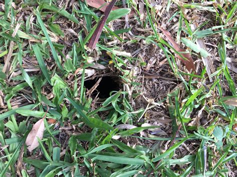 What Is Making Holes In My Lawn Bunnings Workshop Community
