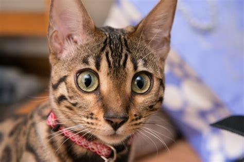 How To Care For Your Bengal Cat Bengal Cat With Wide
