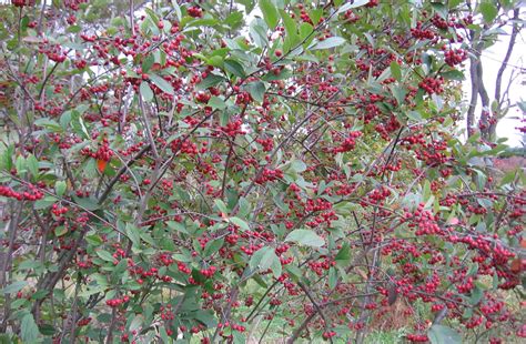 Aronia berries are rich in antioxidant polyphenols, a type of micronutrient that may help prevent cancer and as such, aronia berries, with the traditional moniker chokeberries, are emerging on the scene. Plant Detail - Willoway Nurseries, Inc.