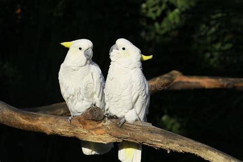 White Parrot Stock Image Image Of Portrait Curious 12129687