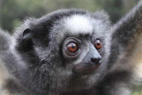 Study Severely Disturbed Habitats Impacting Health Of Madagascars