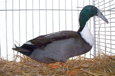 15 Domestic Duck Breeds With Pictures Pet Keen