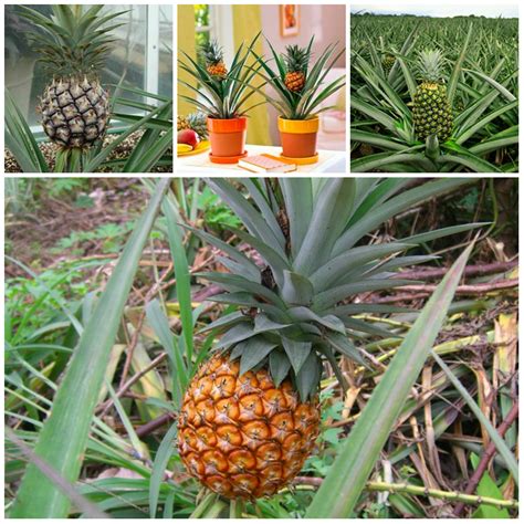 Growing A Pineapple At Home