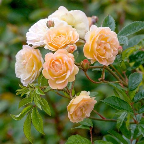 Ghislaine De Féligonde Rambling Rose David Austin Roses David