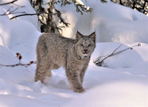 Canadese Lynx Als Huisdier Vogels
