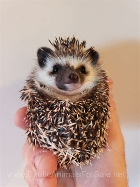 pygmy hedgehog for Sale