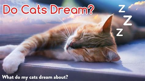 Do Cats Dream Shorts Youtube