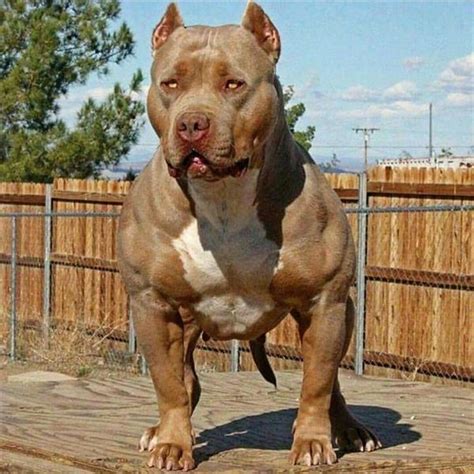While high protein diets have proven not to cause skeletal problems, high energy diets are a different story. Dogs » 36 American Bully Dogs ️ More: http://fallinpets ...