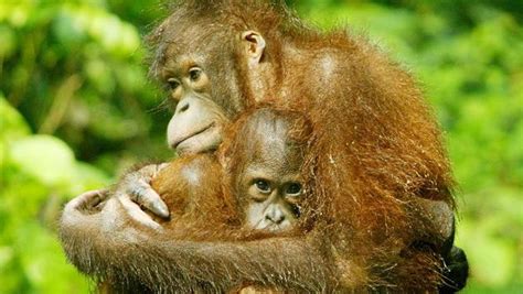 148000 Borneo Orangutans Have Died Since 1999 Fewer Apes Survive