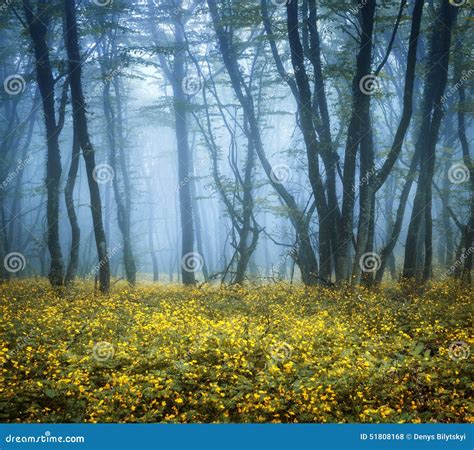 Mysterious Dark Forest In Fog With Green Leaves And Flowers Stock Photo