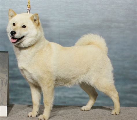 Hokkaido Dog Temperament Lifespan Shedding Puppy