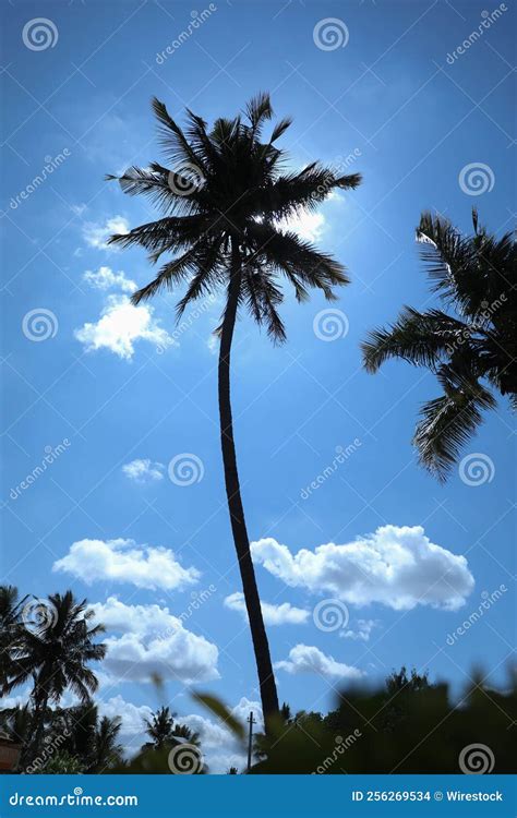 Vertical Low Angle Shot Of Palm Tree Silhouette With A Background Of A