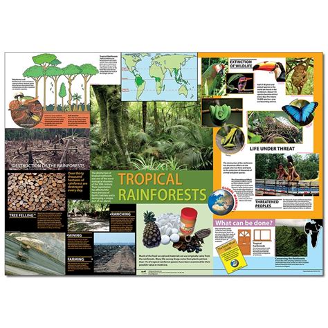 Rainforest Poster