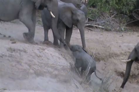 Elephant Calf Helped Up Embankment