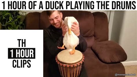 1 Hour Of A Duck Playing The Drums Youtube