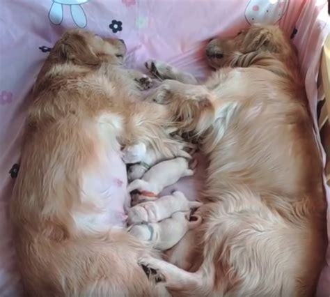 Our puppies are immediately integrated into our family and have constant interaction with our other dogs. Golden Retriever Parents Watch Over Their Newborn Pups - PawMyGosh