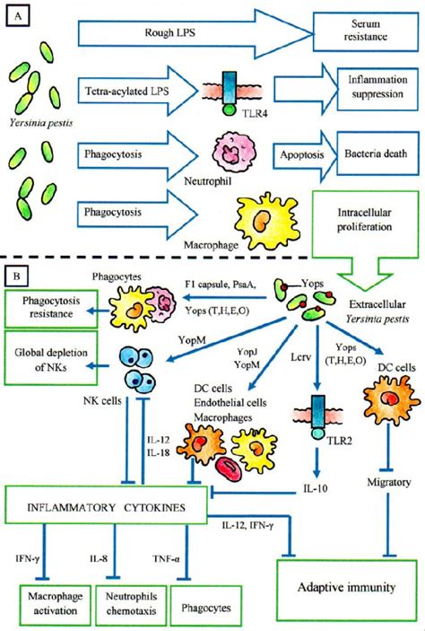 Figure 1 From Role Of Immune Response In Yersinia Pestis Infection