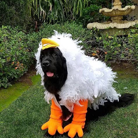 12 Newfies That Are Going To Get All Your Treats On Halloween Dog